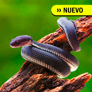 Taller de Accidente Ofídico – Mordeduras de Serpiente