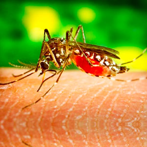 Taller de Manejo de Picaduras y Mordeduras